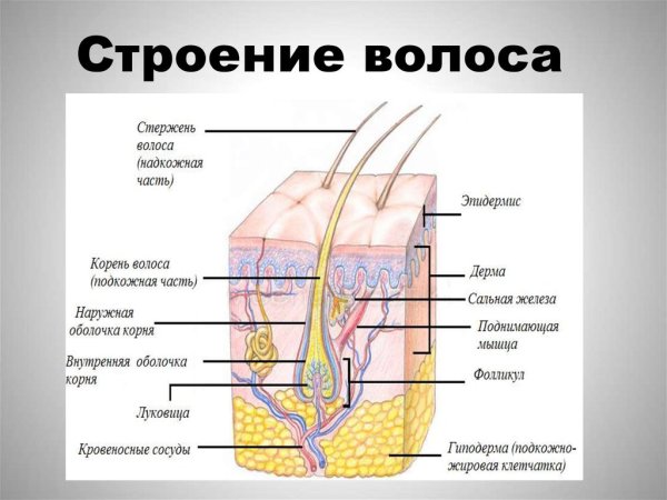 Строение эпидермиса кожи человека схема