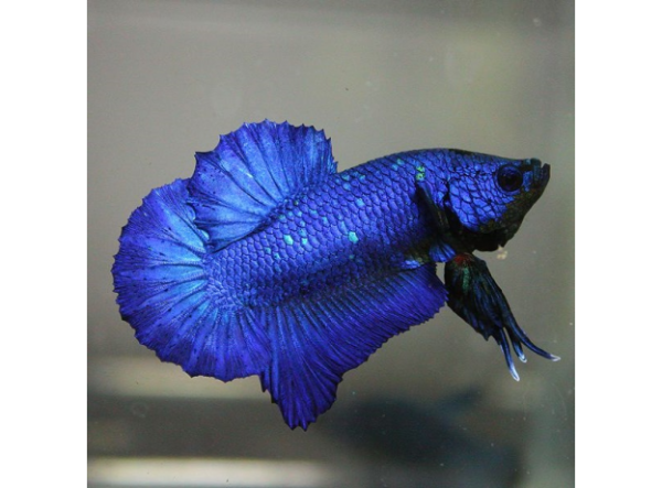 Синяя рыбка аквариумная петушок