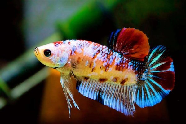 Рыбка Бетта Спленденс
