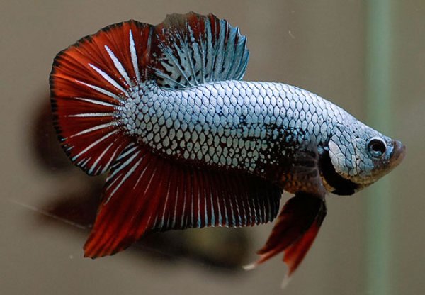 Рыбка петушок дельтахвостый