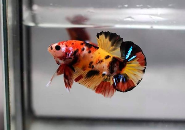 Betta splendens Candy