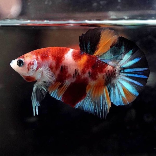 Петушок Халфмун кои