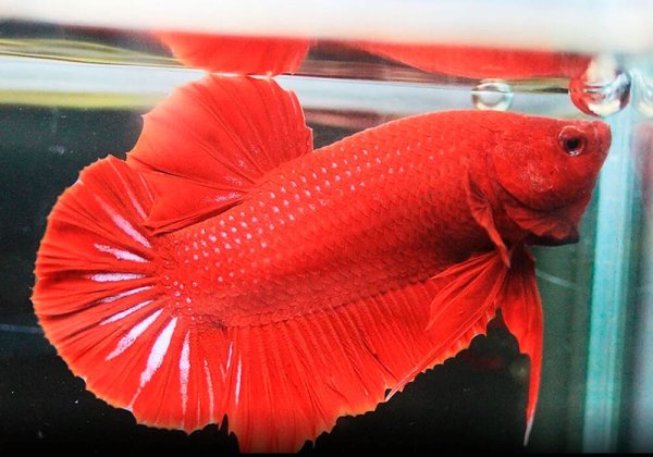Betta splendens super Red