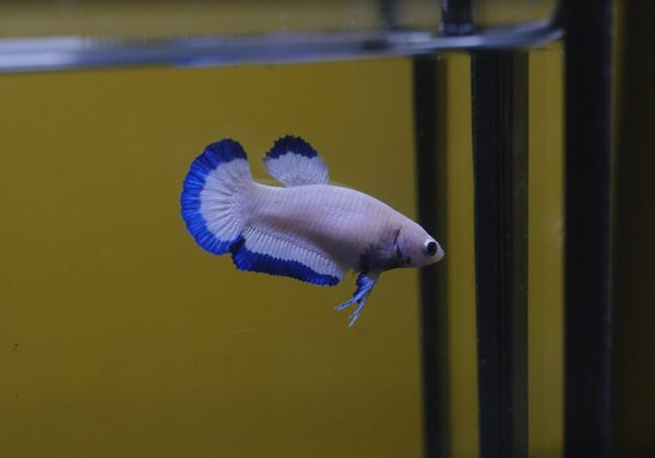 Петушок Бетта полулунный