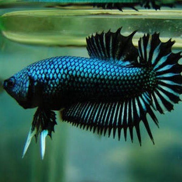 Рыбка петушок плакат черный