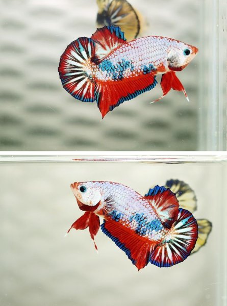 Петушок Канди рыбка