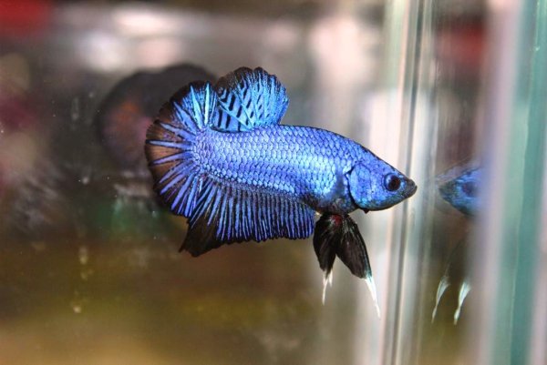 Рыбка петушок плакатный