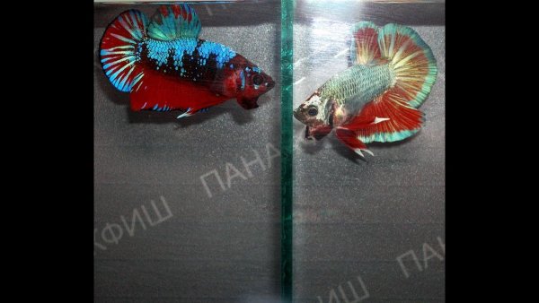 Плакат самец петушок