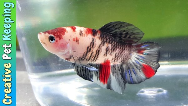 Betta splendens Cellophane