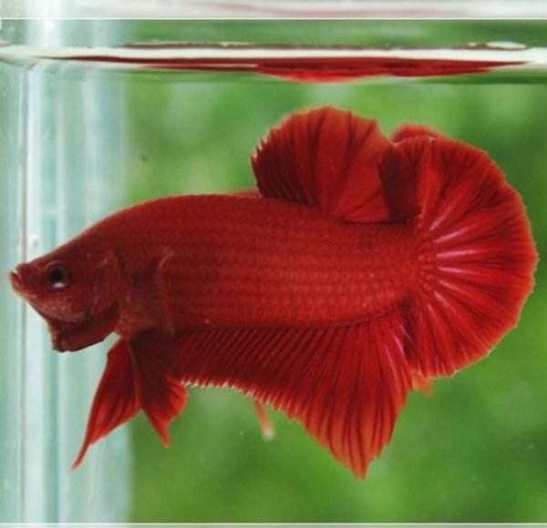 Петушок халф Мун