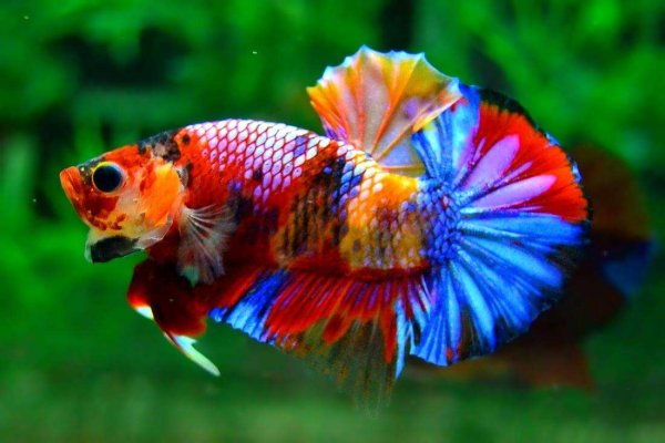 Петушок Бетта Спленденс