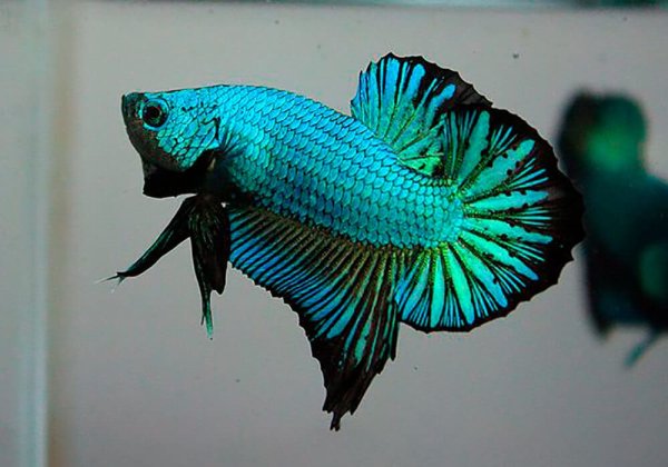 Изумрудный Бетта рыбки петушка