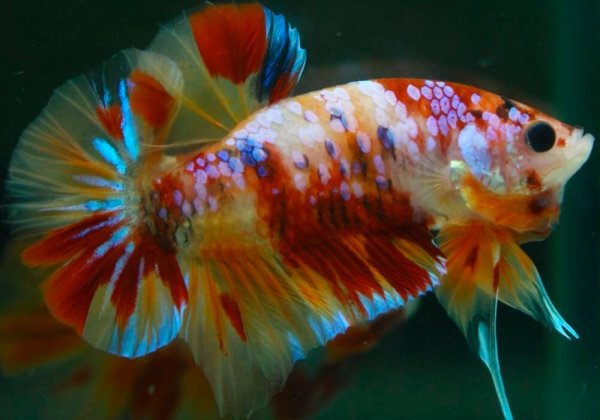 Рыбка Бетта Спленденс