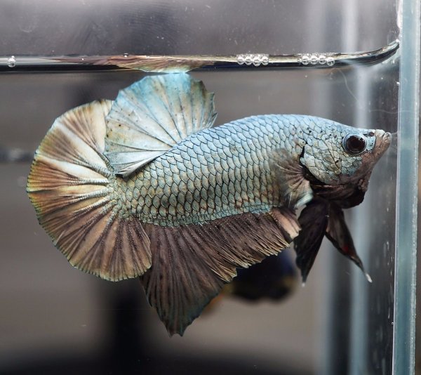 Петушок Бетта аквариумная рыбка