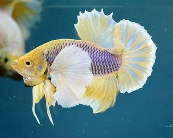 Петушок Халфмун Дамбо рыбка