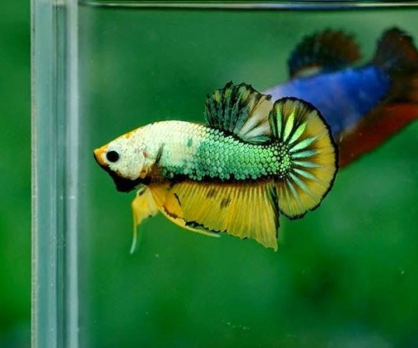 Петушок полулунный Фэнси