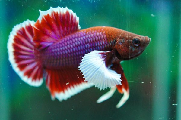 Петушок Халфмун Слоновье ухо