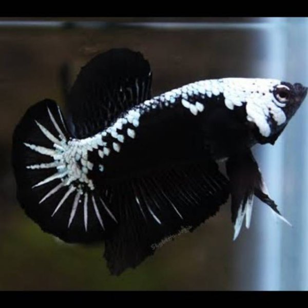Betta Black Samurai