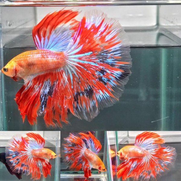 Петушки плакаты рыбки