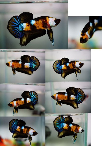 Петушок Халфмун кои