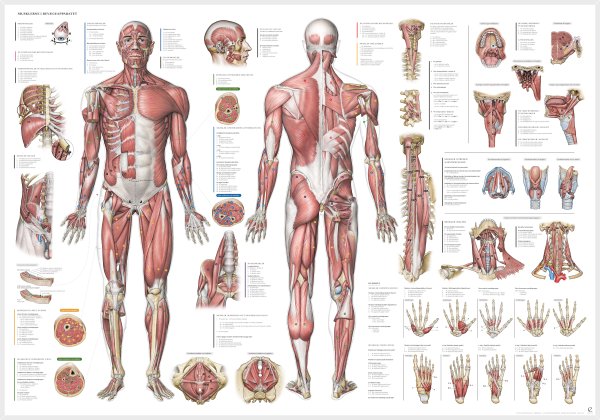 Медицинские плакаты анатомия