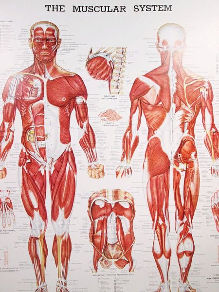 Скелетная система человека плакат