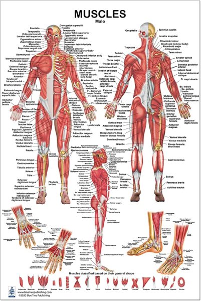 Атлас секционной анатомии человека. Костно-мышечная система