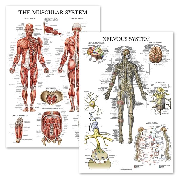 Атлас тела человека мышцы