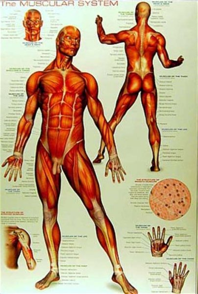 Плакаты по анатомии мышц