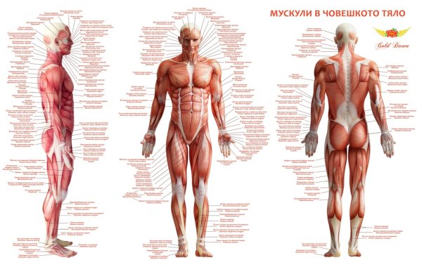 Анатомические плакаты