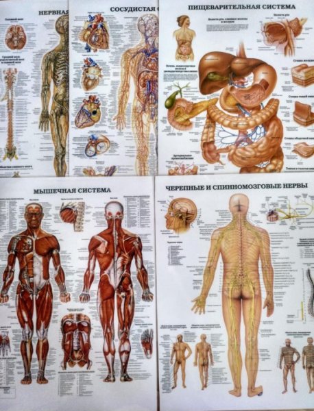 Плакат анатомия человека для массажистов