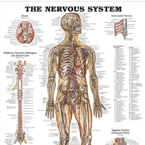 Массажные плакаты
