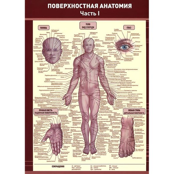 Медицинские плакаты для массажного кабинета