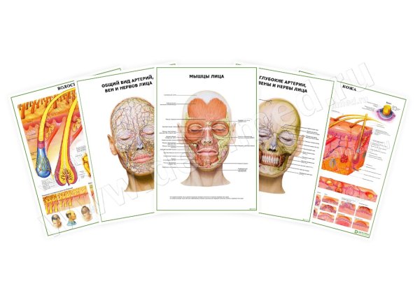 Плакаты медицинские анатомические