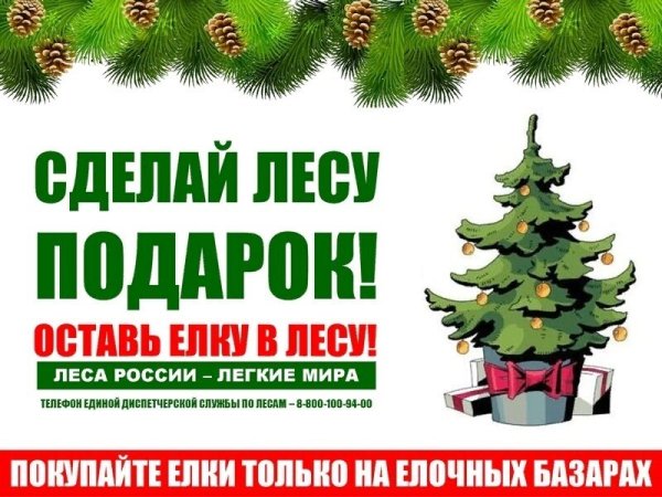 Берегите елочку