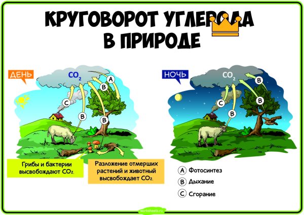Примеры сил в природе