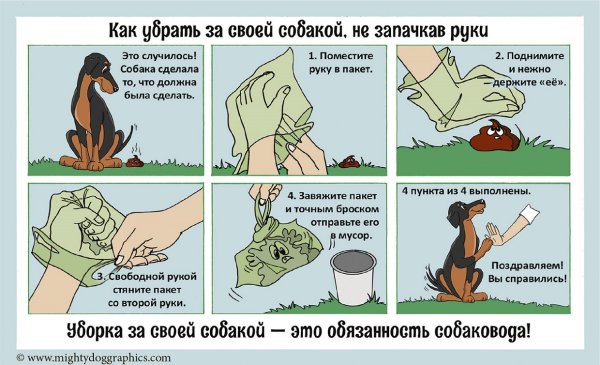 Объявление об уборке за собаками