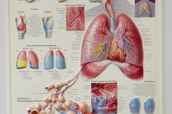 Профилактика внебольничной пневмонии памятка