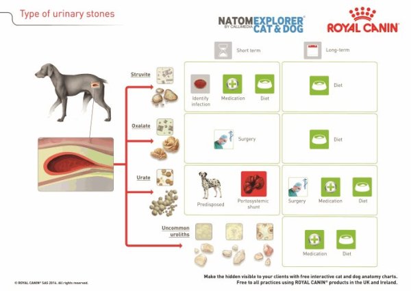 Royal Canin плакаты