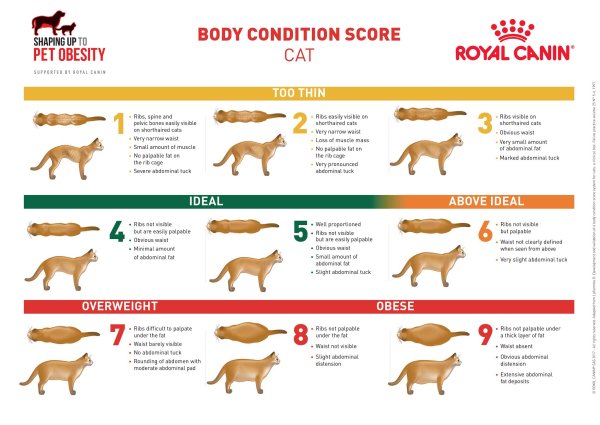 Шкала оценки упитанности собак и кошек