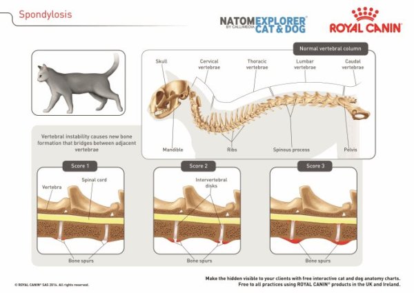 Royal Canin ветеринарная клиник