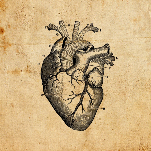 Сердце анатомия референс