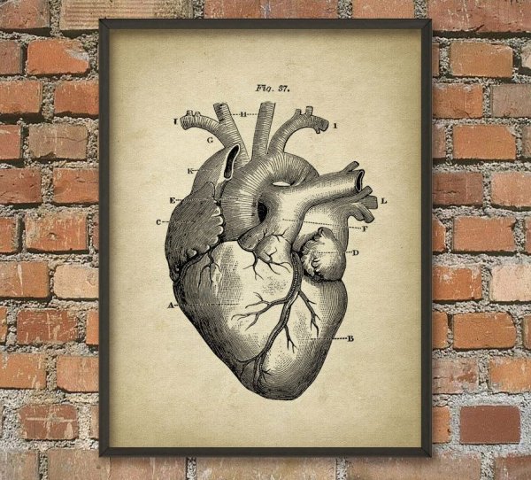 Постер сердце Анатомическое