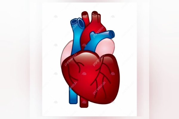 Сердце человека для дошкольников