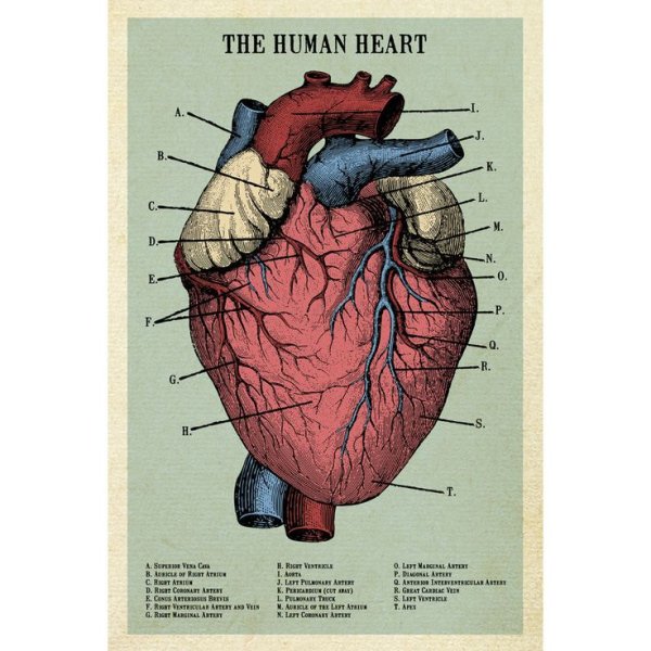 Анатомический атлас сердце