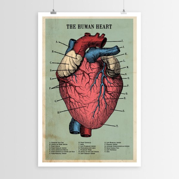 Анатомический атлас сердце