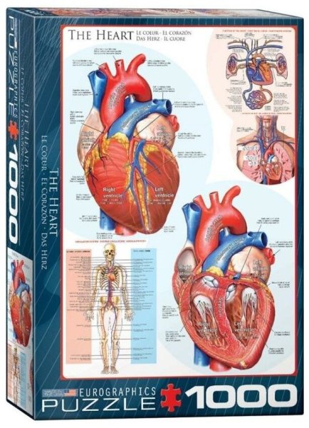 Анатомический плакат сердце