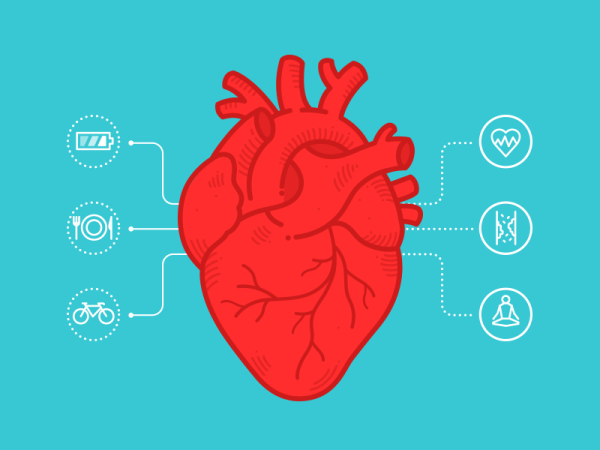 Инфографика анатомия сердца