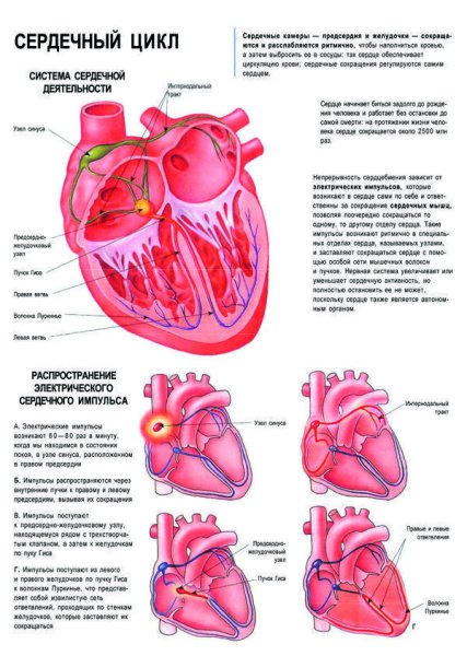 Система сердечной деятельности