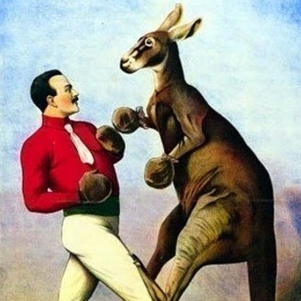 Владимир Дуров кенгуру